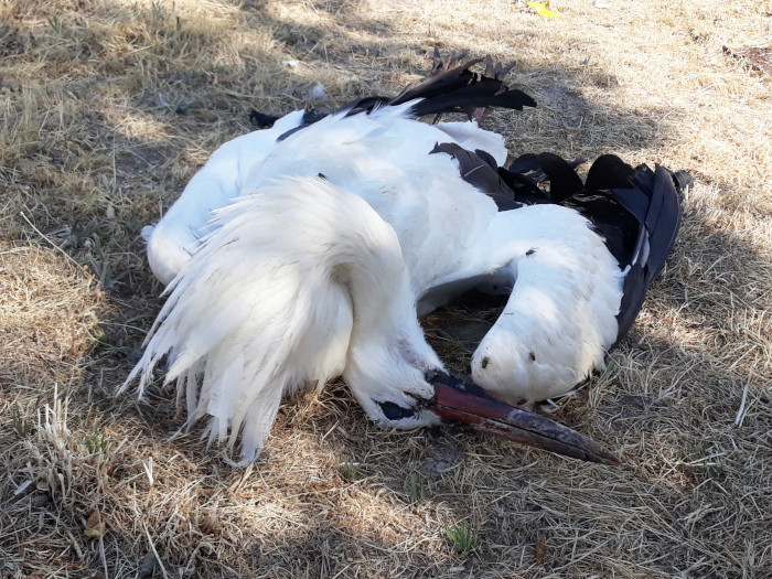 Cigüeña blanca encontrada muerta junto al cerramiento del CTR Ávila-Norte en julio de 2022, en el transcurso de los trabajos de campo para el estudio del impacto de los vertederos llevado a cabo por GREFA en colaboración con la Fundación EDP.