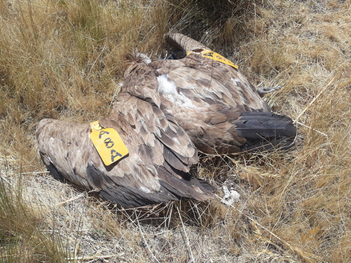 Cadáver de buitre leonado localizado junto al CTR Ávila-Norte en julio de 2022. Este ejemplar, anillado y con marcas alares, había sido observado al menos en catorce ocasiones alimentándose dentro del vertedero entre 2021 y 2022, antes de aparecer finalmente muerto.