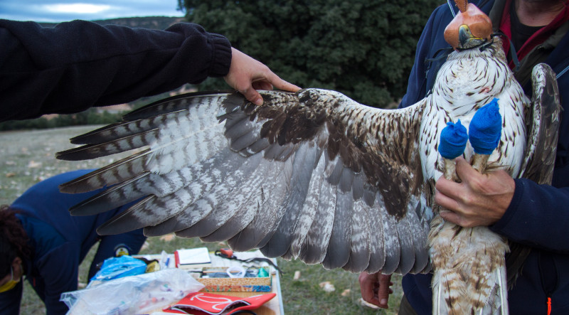 La hembra de águila de Bonelli "Horma" durante su marcaje con un emisor GPS.