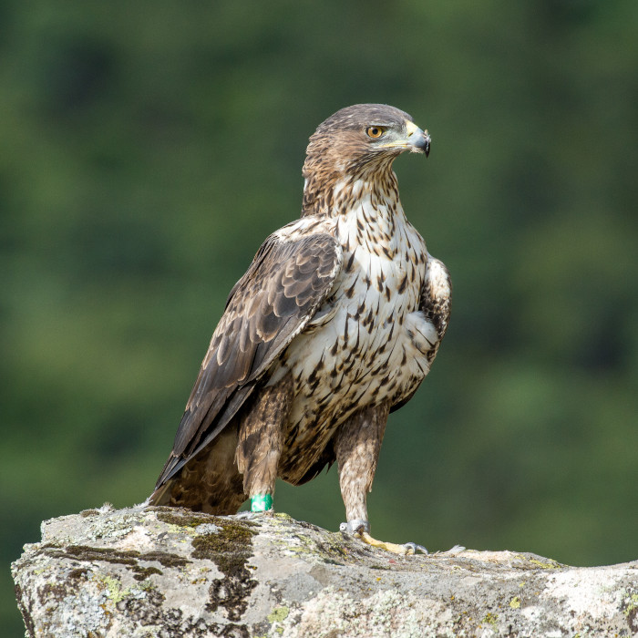 Magnífica estampa de la hembra "Lubrina", fotografiada sobre una roca en 2021.