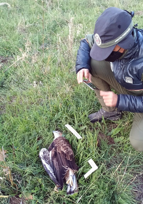 Un Agente Forestal de la Comunidad de Madrid fotografía al cadáver del macho "Torcal" tras morir electrocutado.