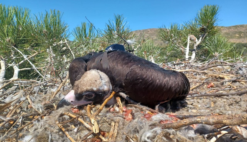 El pollo de buitre negro "Trashumante" (bautizado así en honor a Suso Garzón), devuelto a su nido madrileño tras serle colocado un emisor GPS.  