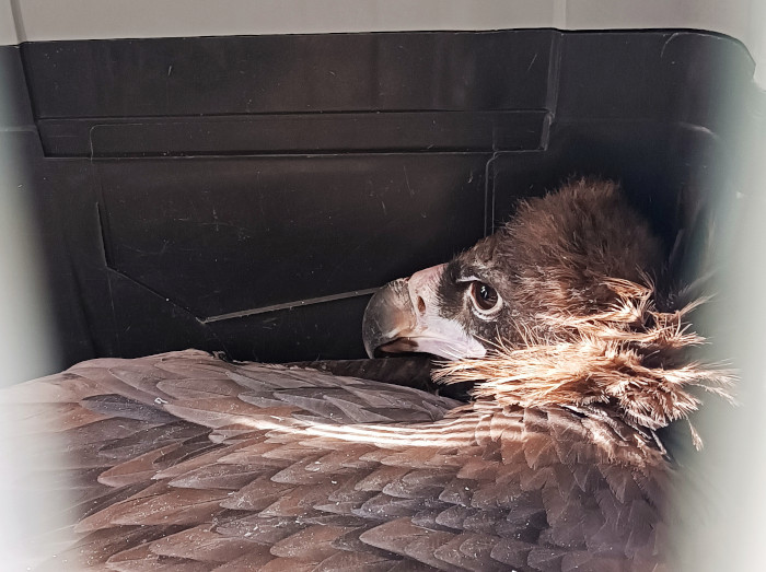 Cinereus vulture in one of the crates during the roadtrip to Bulgaria. Author: Komodo Zoo Services.