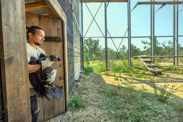 Release of one of the Spanish vultures into the release cage. Author: Ivo Viktorov Danchev.