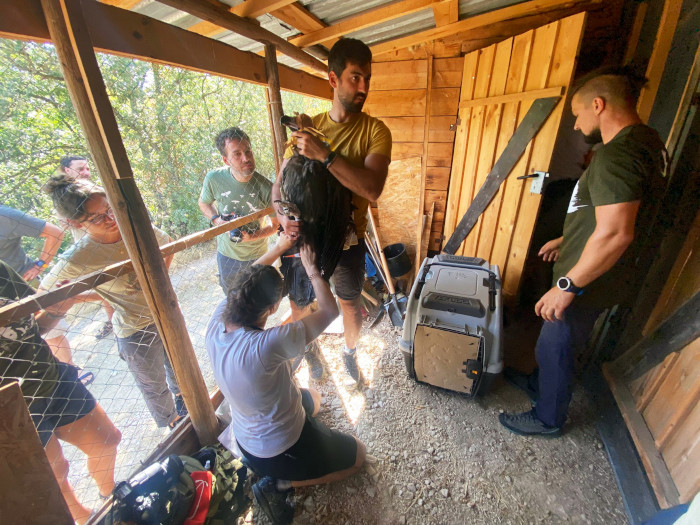 A veterinarian performs a health check on one of the vultures on site. Author: GREFA