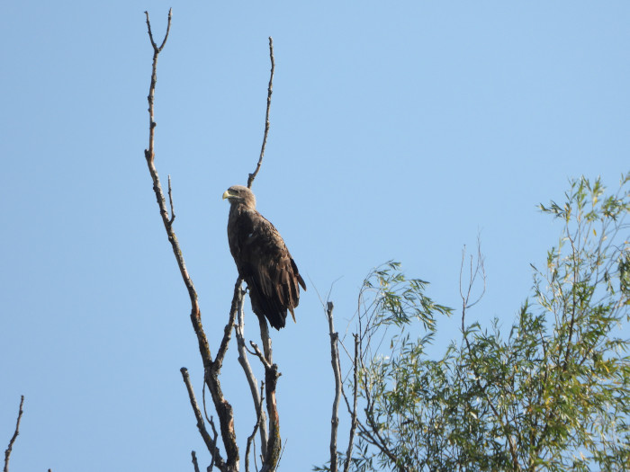 Pigargo europeo observado durante la visita al Parque Natural de Kopački Rit.