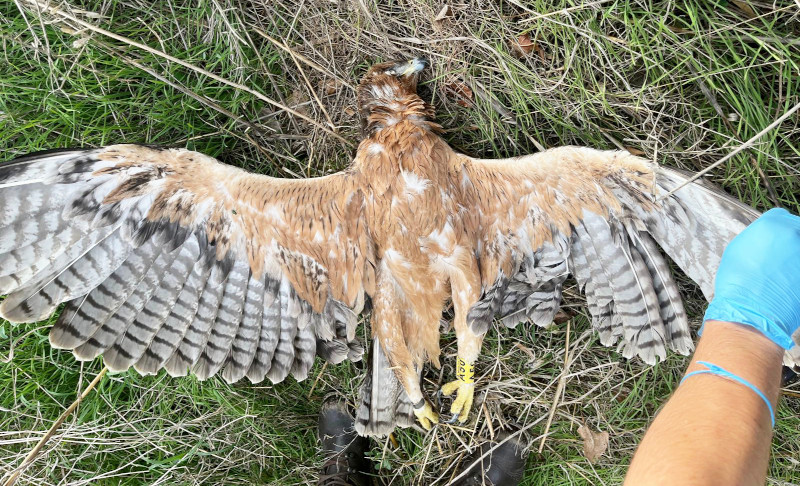 El águila de Bonelli "Prepotente" yace muerta en la zona de Cerdeña donde fue localizada (foto: Forestas).