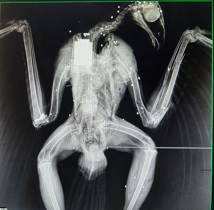 Radiografía de "Prepotente" en la que se observa la gran cantidad de perdigones alojados en todo su cuerpo.