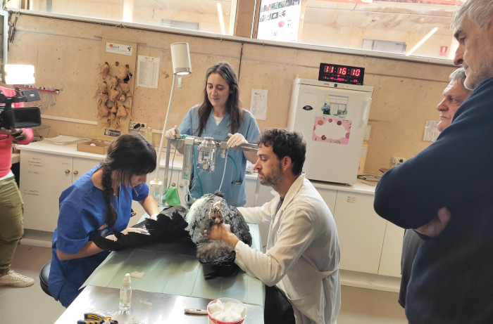 A la derecha de la fotografía, Juanma López Iturriaga, de "Aquí la Tierra", y Ernesto Álvarez, de GREFA, observan un chequeo veterinario a un buitre negro.