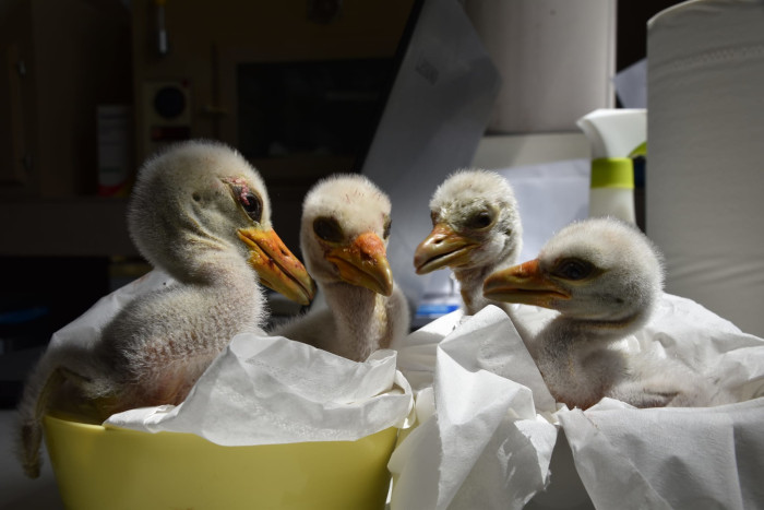 Cuatro pollos de cigüeña negra reciben cuidados durante sus primeros días de vida en el área de cuidados neonatales de GREFA.