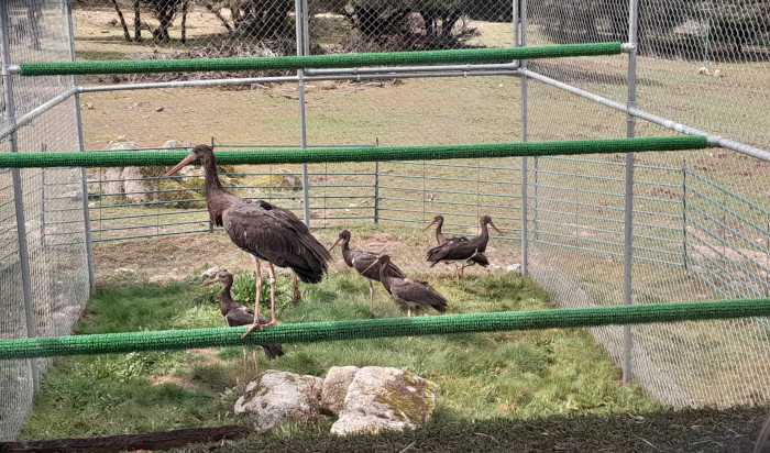 Cigüeñas negras jóvenes criadas en GREFA, en el interior de la jaula de aclimatación en el Parque Regional de la Cuenca Alta del Manzanares (Madrid), como paso previo a su liberación definitiva.