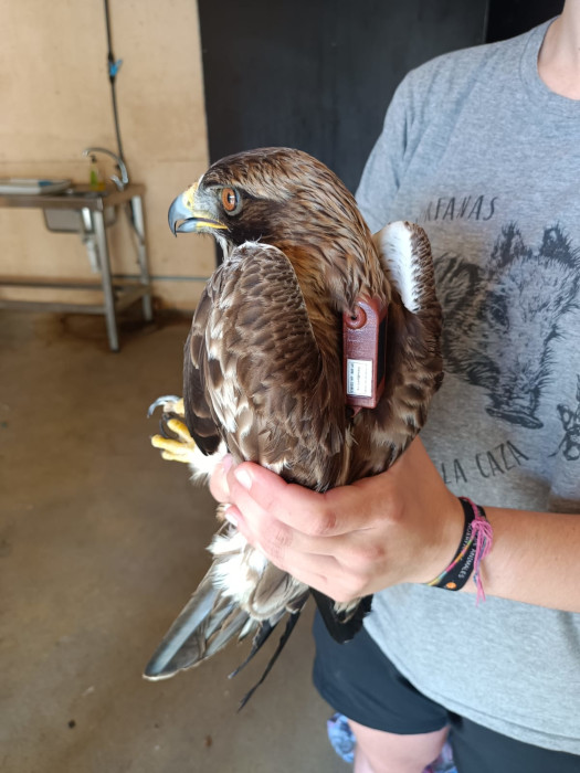 El águila calzada "Fénix", una vez rehabilitada en nuestro hospital de fauna, con su emisor GPS ya colocado poco antes de ser devuelta al medio natural.