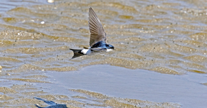 Avión común en vuelo. Esta especie es una de las utilizadas en el estudio sobre microplásticos publicado en "Ecotoxicology and Environmental Safety". Foto: Georg Wietschorke / Pixabay.