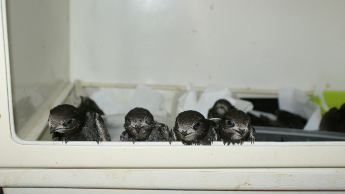 El vencejo común es otra de las aves analizadas en el estudio. En la foto, pollos de esta especie atendidos en la nursería del Hospital de Fauna Salvaje de GREFA.