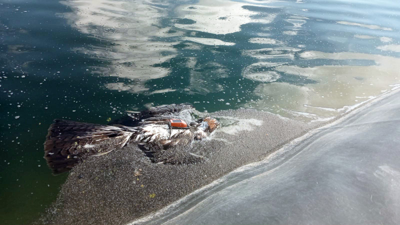 Águila de Bonelli muerta y con su emisor GPS visible, tal y como se encontró a principios de octubre de 2023 en una balsa de riego de la Región de Murcia. Foto: Mario León.