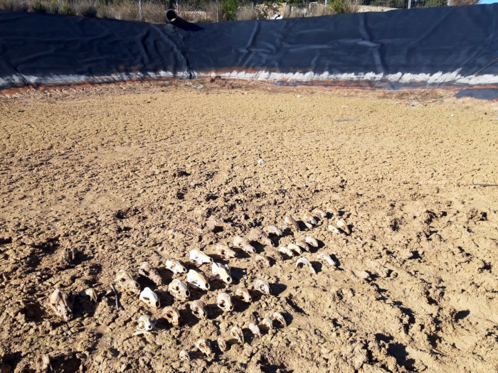 Cráneos acumulados de animales que murieron ahogados en una balsa de Utiel (Valencia). Foto: Agentes Medioambientales de la Comunidad Valenciana.