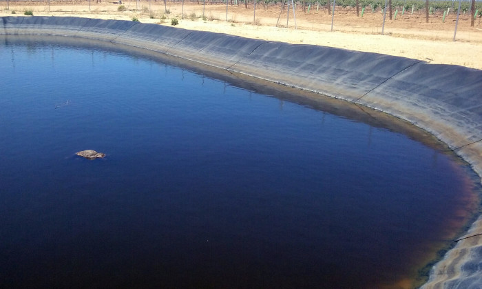 El cadáver de un zorro flota en la balsa de riego donde se ha ahogado el animal, en un viñedo de la provincia de Valladolid.