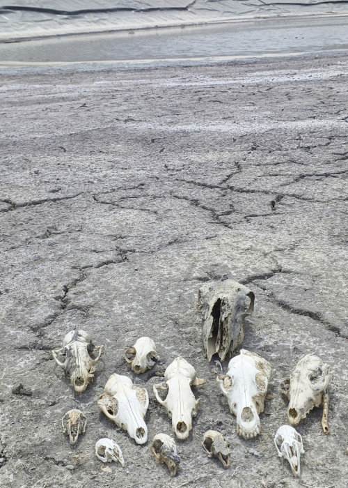 Cráneos de animales encontrados en una balsa de Elche (Alicante). Foto: Miguel Alonso.