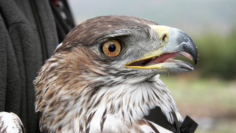 Primer plano del águila de Bonelli "Illana", actualmente afincada en la provincia de Ciudad Real.