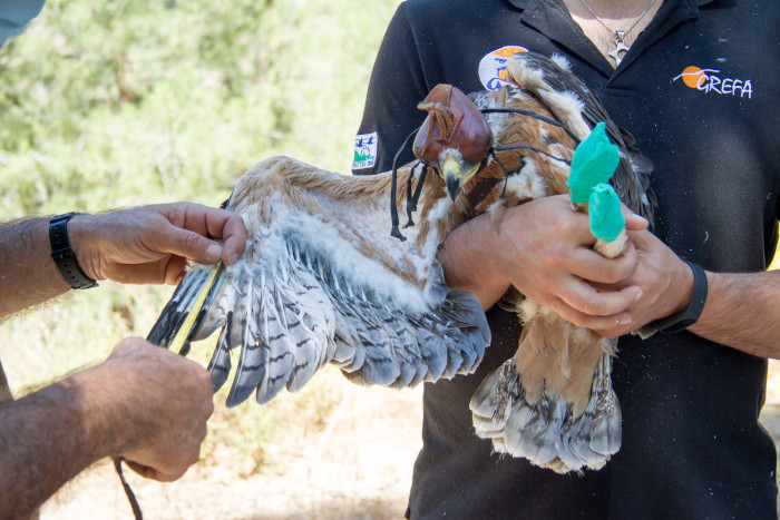 Un miembro de GREFA mide un ala de "Yelmo" durante el operativo destinado a colocar un emisor GPS a esta águila de Bonelli nacida en la Comunidad de Madrid, que se asentaría en la provincia de Ciudad Real.