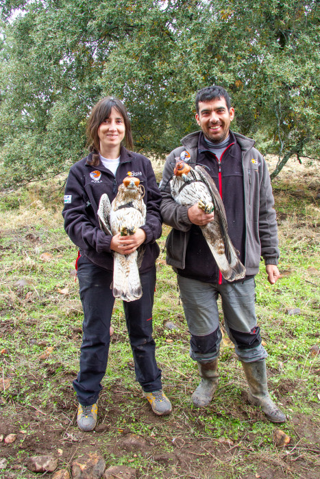 Dos miembros de GREFA sujetan a la hembra "Illana" (a la derecha) y al macho "Oruzco", águilas de Bonelli que llegaron a formar pareja.