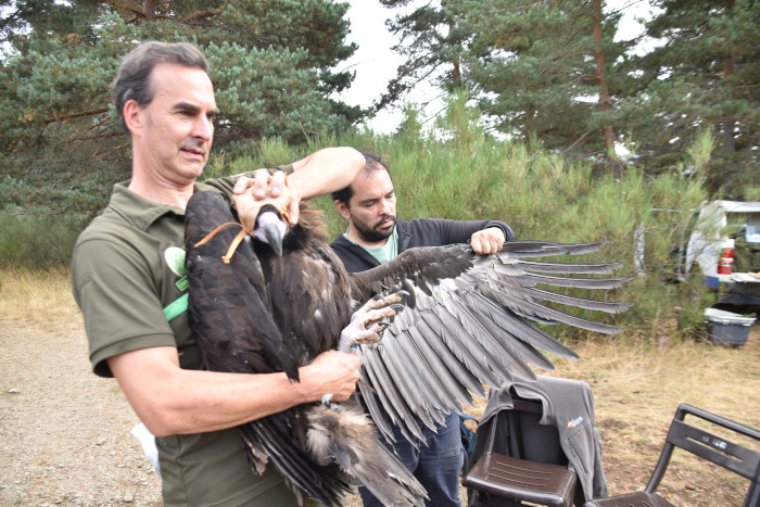 Dos colaboradores de GREFA sujetan a uno de los buitres negros que se marcaron con GPS.