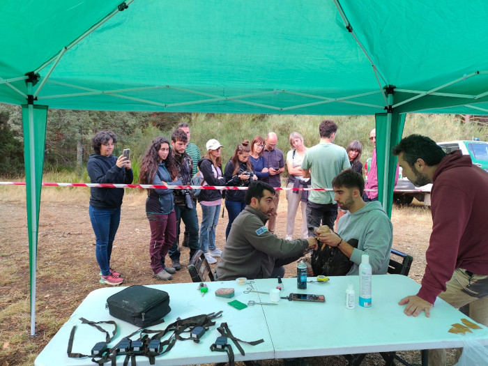 Momento de la colocación de un emisor GPS a un buitre negro, mientras un grupo de asistentes a la Fiesta del Buitre ve el operativo y escucha las explicaciones de un guía.