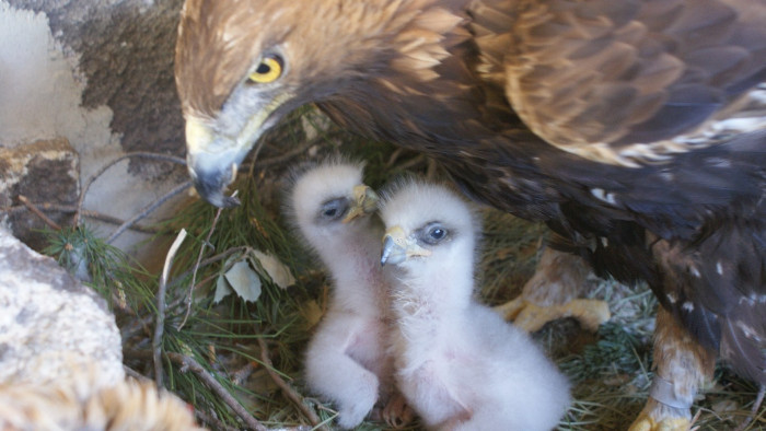 "Matusalén" cuida a dos pollos adoptivos.