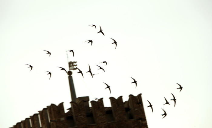 Vencejos comunes en vuelo. Esta especie es una de las más interesantes como bioindicadores de la contaminación ambiental con el propósito de comprender cómo los microplásticos afectan a la biodiversidad, que es uno de los objetivos del proyecto. Foto: Marrabbio2 / Wikicommons.