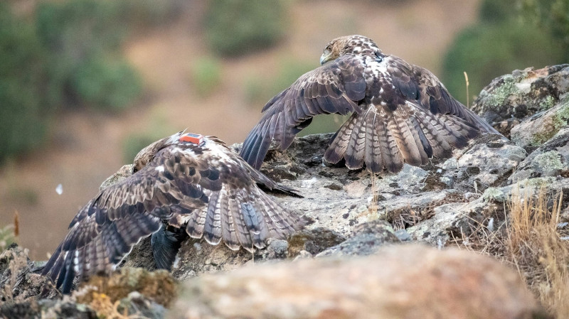 Las águilas de Bonelli "Martineño" (a la izquierda, con el emisor visible) y "Joana" en su territorio de la Comunidad de Madrid.