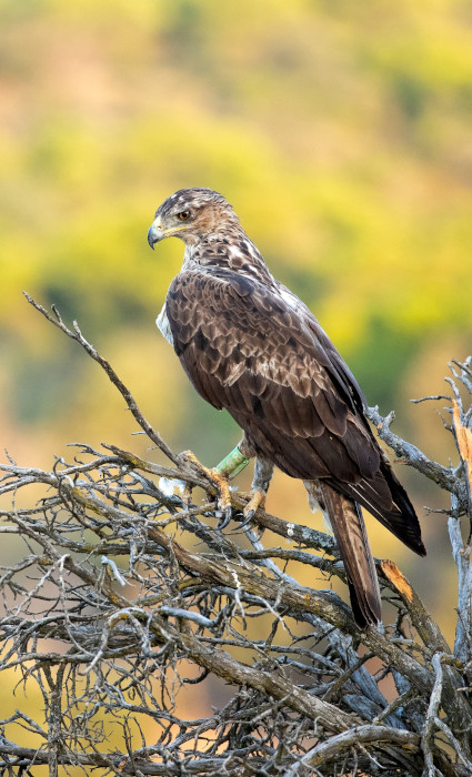 El águila de Bonelli "Joana" reposa posada en un árbol seco.