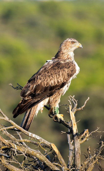 El águila de Bonelli "Martineño", con su anilla y emisor visibles.