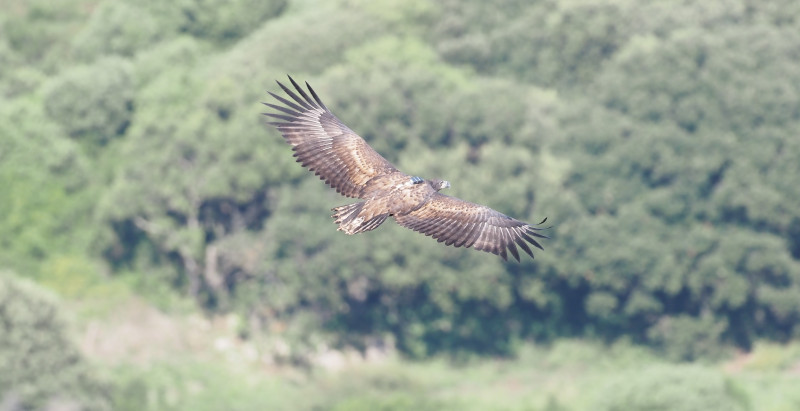 Imagen en vuelo, con el emisor GPS visible, de la hembra "Mansolea", uno de los ejemplares del Proyecto Pigargo que ha formado pareja (foto: JULMAR).