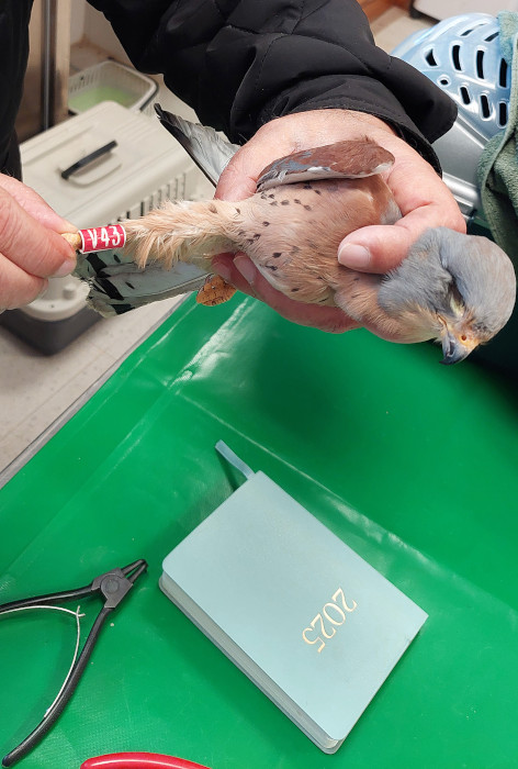 Momento del anillamiento de un macho de cernícalo primilla que vive en el Centro de Conservación Zoo Córdoba. Foto José María Ayala.