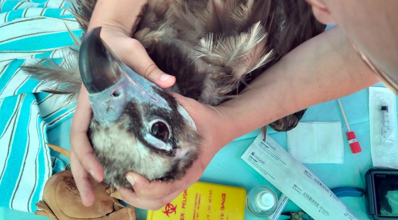 Chequeo veterinario a uno de los buitres negros marcados hoy con GPS en la Sierra de la Demanda.