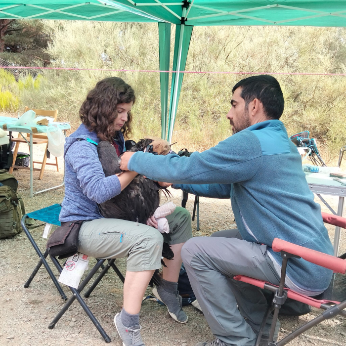 Momento de la colocación de un emisor a un buitre negro, en un operativo que excepcionalmente hoy se ha hecho de cara al público.