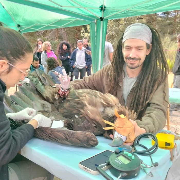 Extracción de muestras a un buitre negro tras ser marcado con GPS.