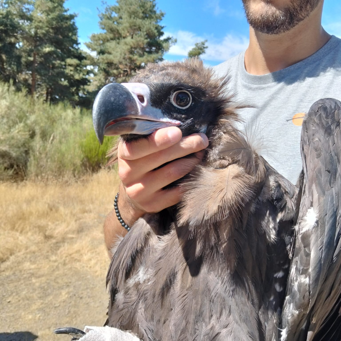Primer plano de un buitre negro tras su marcaje con GPS en la Sierra de la Demanda coincidiendo con la IX Fiesta del Buitre.