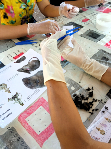 Un momento del taller de disección de egagrópilas de lechuza.