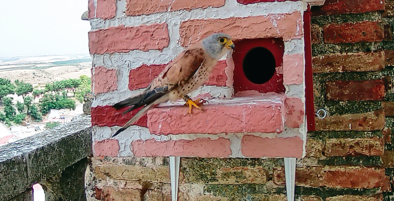 Macho de cernícalo primilla que este año ha criado en una caja nido de la iglesia de Santiago, en Carmona (Sevilla). Foto: José María Ayala.