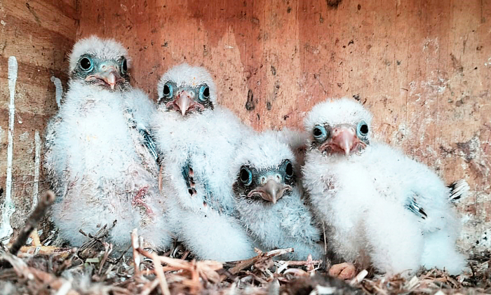 Pollos nacidos en 2025 en una de las cajas nido instaladas en Pedro Abad (Córdoba), antes de ser anillados. Foto: Luis Jiménez.