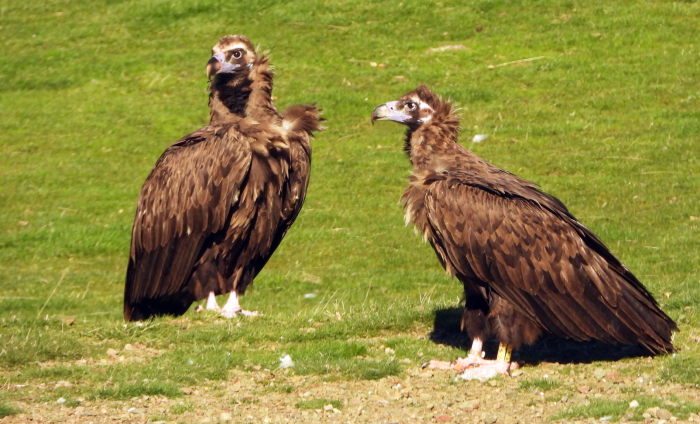 El buitre negro "Zolorro" (a la derecha, con anilla) y la hembra con la que se ha emparejado.