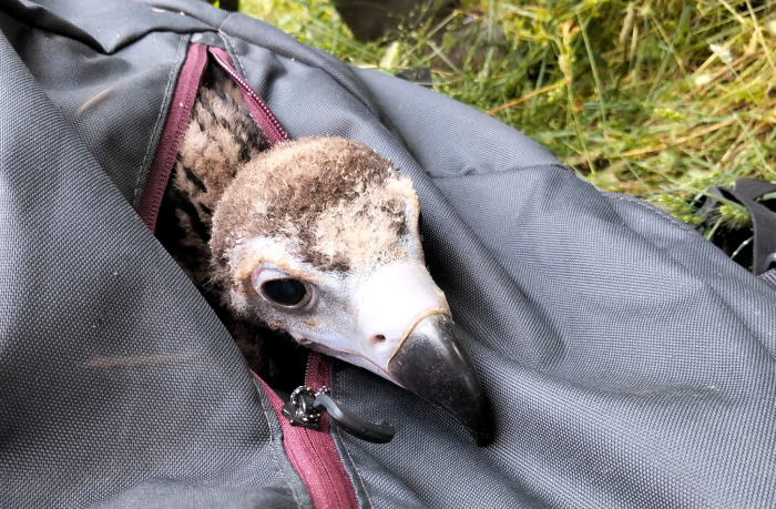 Pollo de "Zolorro" durante su rescate tras caerse del nido de la Sierra de la Demanda.