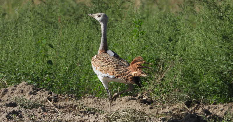 La avutarda "Cea" a los pocos instantes de ser liberada en el sur de la Comunidad de Madrid.