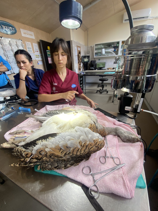 Revisión veterinaria de "Cea" en el Hospital de Fauna Salvaje de GREFA.