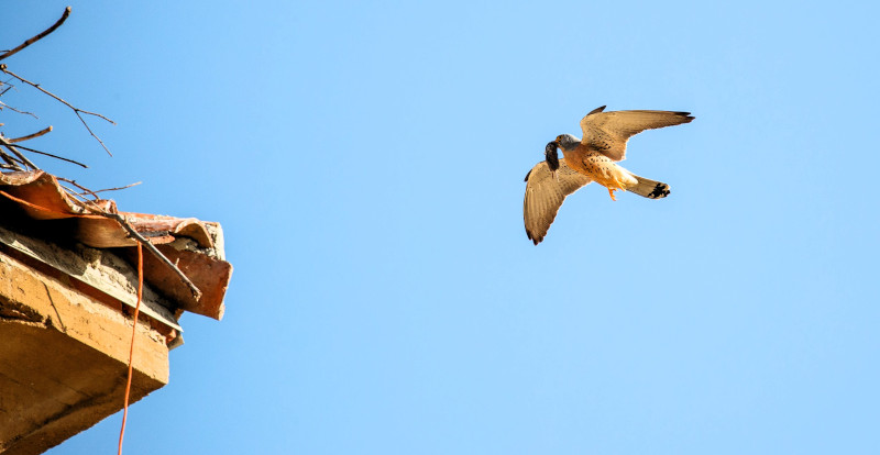 Un macho de cernícalo primilla acude con un topillo en el pico a cebar a su nido en la torre de la iglesia de Balisa. Foto: Sergio de la Fuente / GREFA.
