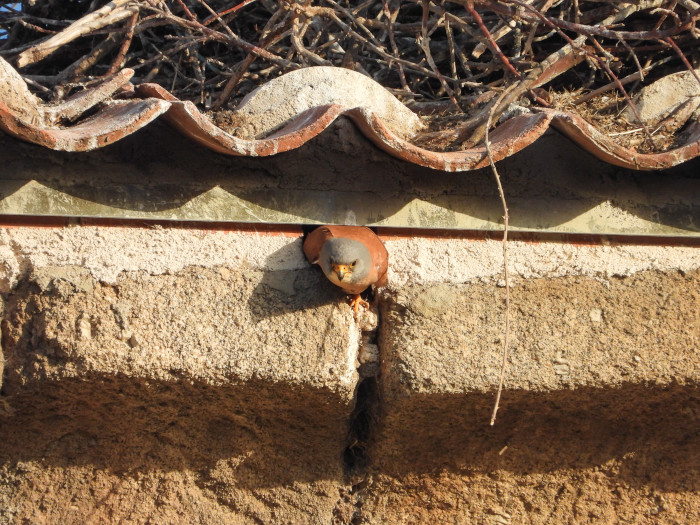 Un macho de cernícalo primilla sale de uno de los nidos construidos durante la obra de rehabilitación de la torre de la iglesia de Balisa. Foto: Sergio de la Fuente / GREFA.