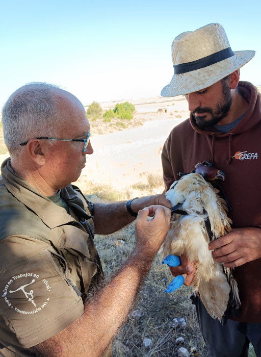 Víctor García Matarranz (Miteco) coloca el emisor al alimoche con la ayuda de Carlos Cuéllar (GREFA).