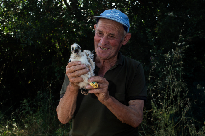 Un agricultor colaborador del proyecto sostiene un pollo de aguilucho cenizo rescatado en el Planalto Mirandés. Foto: Pedro Alves / Palombar.