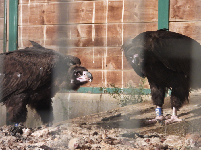 Dos buitres negros en el jaulón de aclimatación construido en Els Ports.